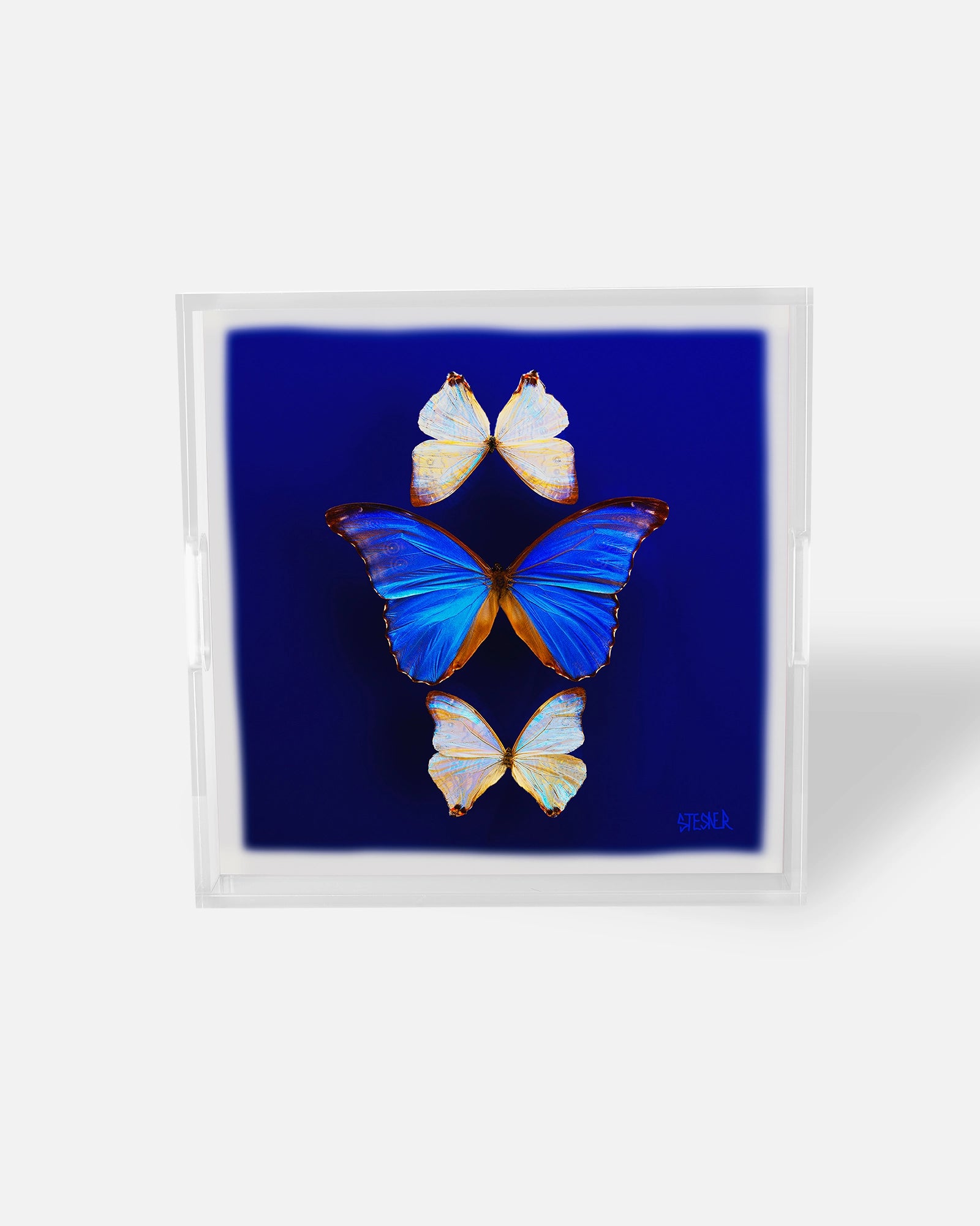 Morning Light Opal Flight