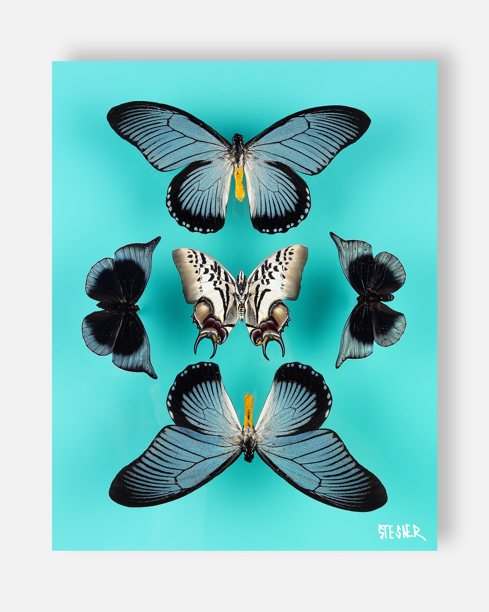 Egg Blue Sky: Emerging Change