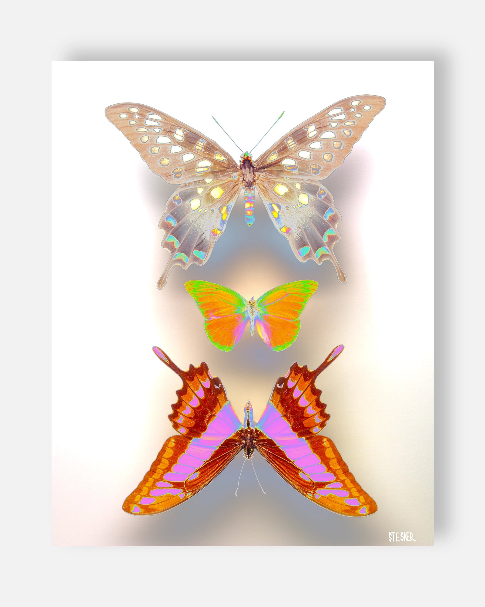 Trinity of Wings Fine Art Print | David Stesner ArtHouse