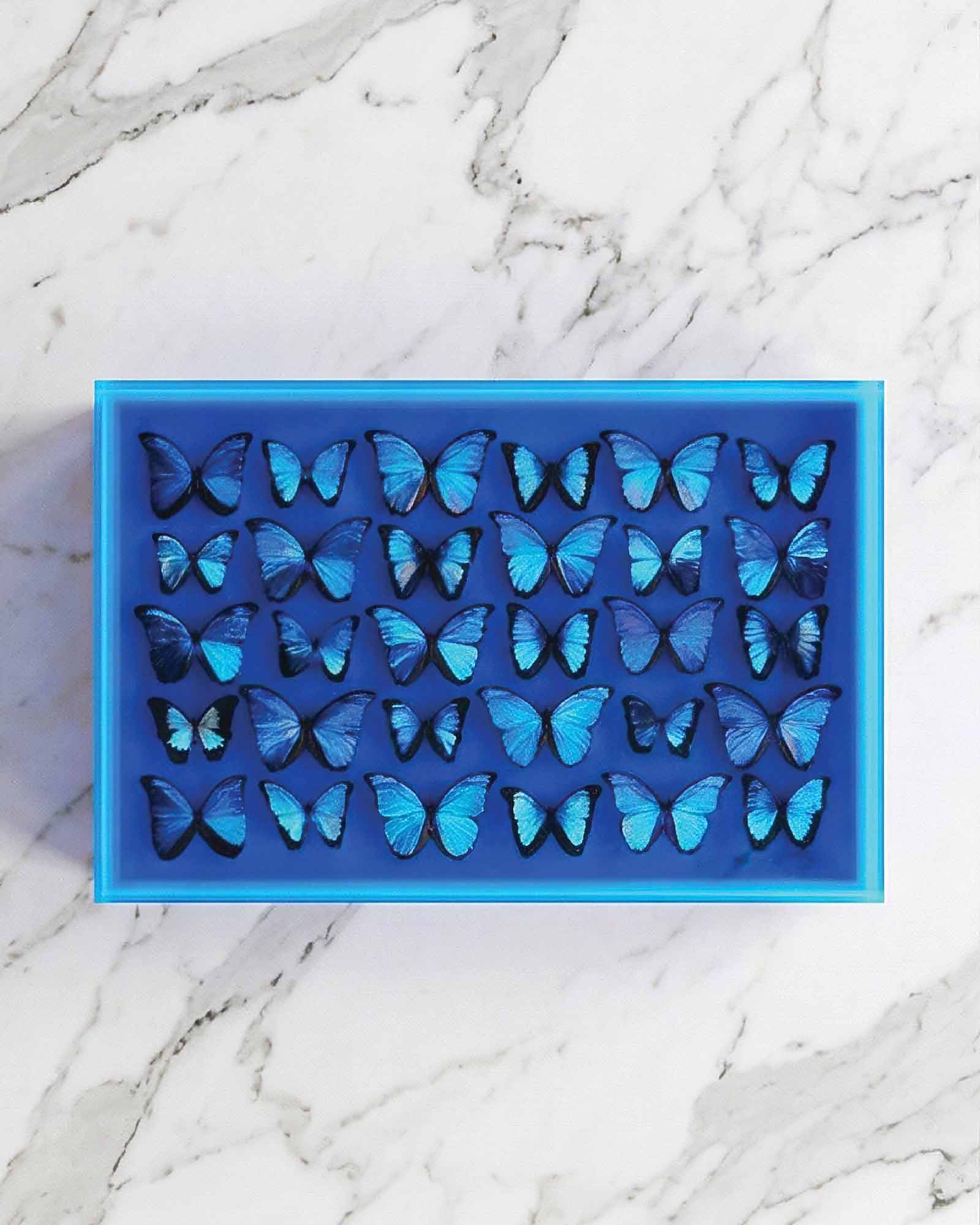 The Migration — Cobalt Blue Butterfly Keepsake Box — acrylic keepsake box by David Stesner ArtHouse — view 1