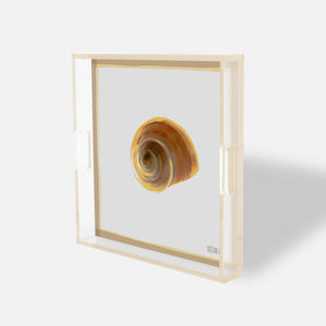 Gilded Spiral