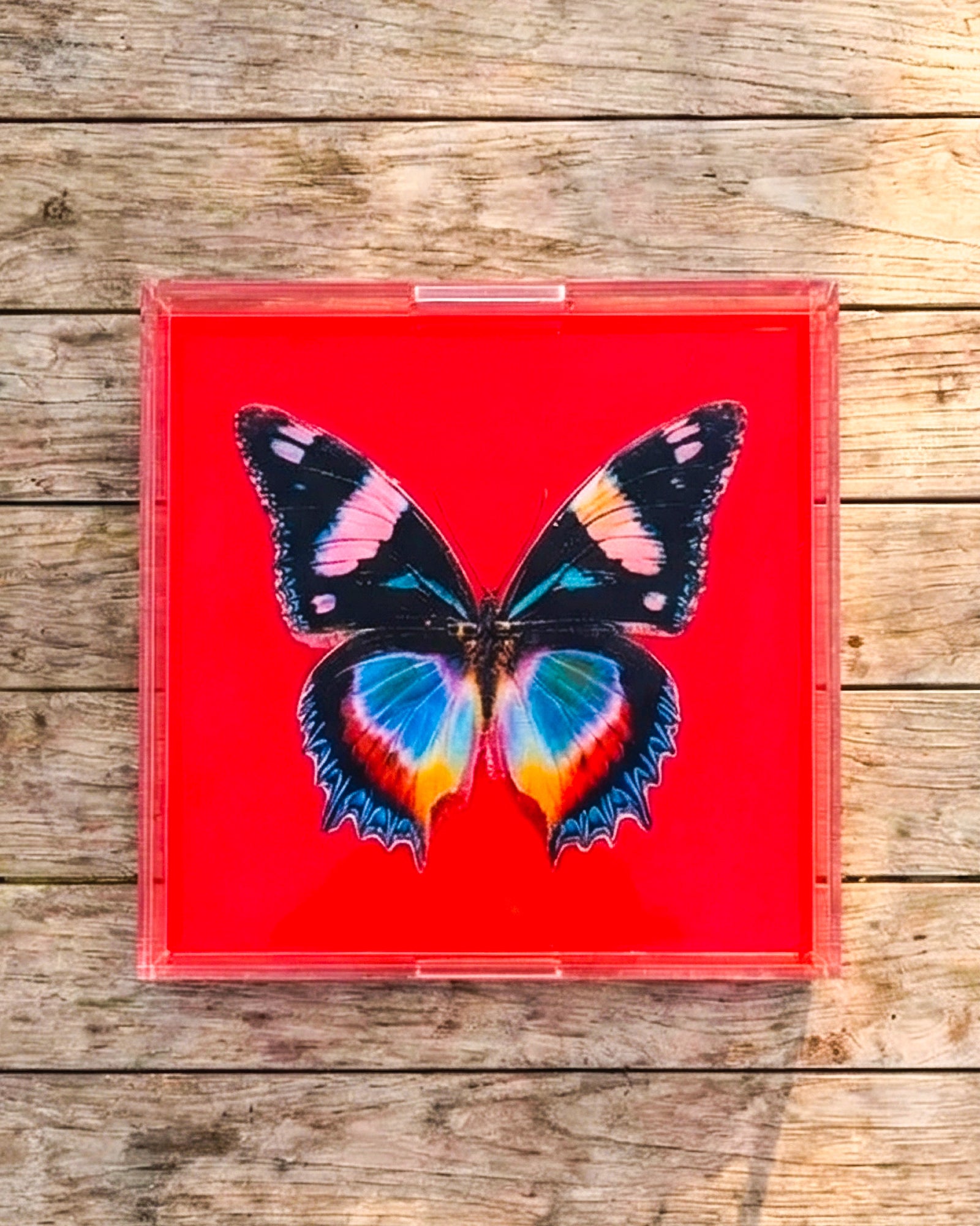 NEW! Poppy Papillon